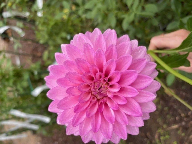 Pink Sylvia (Sandra) — Cottage Blooms | dahlia | cut flower farm